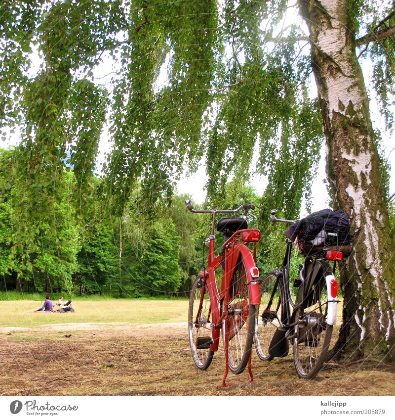 holländer in lauerstellung Lifestyle Stil Glück Freizeit & Hobby Umwelt Natur Landschaft Klima Schönes Wetter Pflanze Baum Grünpflanze Park Wiese Wald Fahrrad