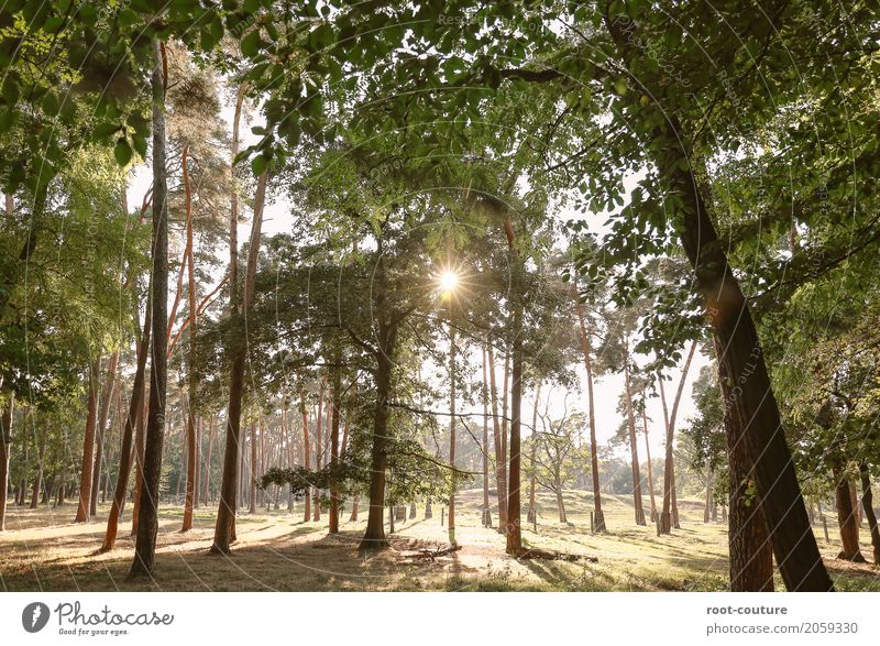 Waldlauf Umwelt Natur Landschaft Pflanze Tier Erde Wolkenloser Himmel Sonne Sonnenaufgang Sonnenuntergang Sonnenlicht Sommer Schönes Wetter Wärme Baum Blatt