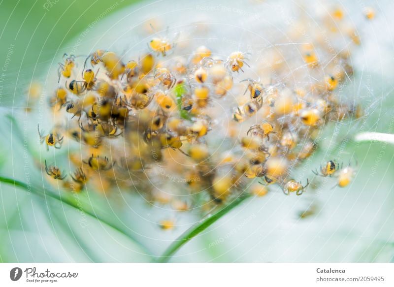 Risiko | als Vogelfutter. Spinnenbabys Natur Pflanze Tier Sommer Gras Halm Wiese Spinnennetz Tiergruppe rennen Wachstum klein braun gelb grün weiß Erfolg Umwelt