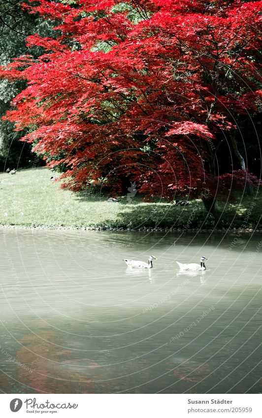 am japanischen Teehaus Natur Pflanze Tier Wasser Baum Garten Park Wiese Seeufer Flussufer Wildtier Flügel 2 Tierpaar Ente Zusammensein rot außergewöhnlich