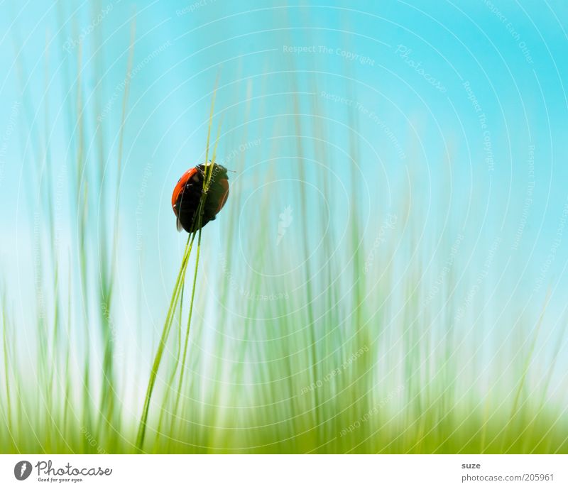 Aufsteiger Getreide Glück Umwelt Natur Tier Himmel Schönes Wetter Gras Wiese Feld Käfer 1 authentisch klein natürlich niedlich oben Spitze blau grün Mut Ziel