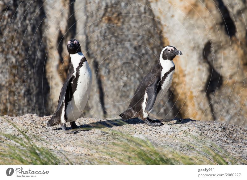 Was ist da los??? Natur Landschaft Frühling Sommer Schönes Wetter Küste Strand Südafrika Afrika Tier Wildtier Tiergesicht Fell Pinguin 2 Tierpaar Stein