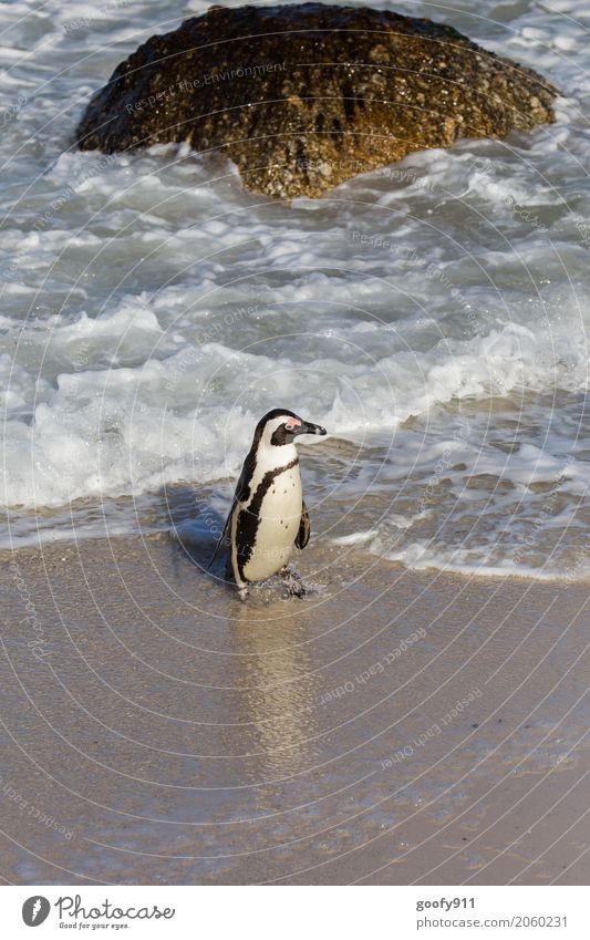 Was nun??? Natur Landschaft Wasser Frühling Sommer Schönes Wetter Felsen Wellen Küste Strand Bucht Meer Südafrika Afrika Tier Wildtier Tiergesicht Fell Pinguin