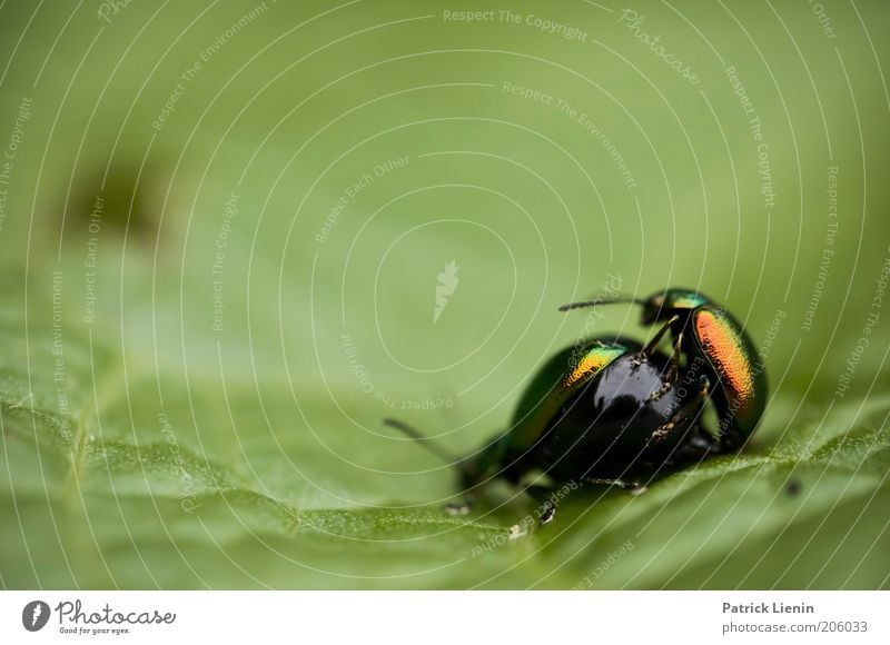 animal sex Umwelt Natur ein lizenzfreies Stock Foto von Photocase 