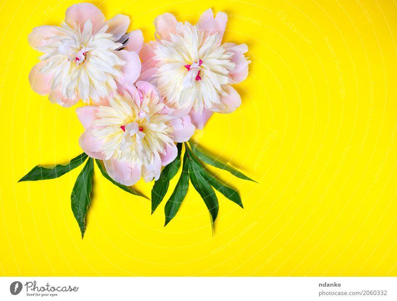 Drei rosa Pfingstrosenblumen auf einem gelben Hintergrund Feste & Feiern Valentinstag Muttertag Geburtstag Natur Pflanze Blume Blatt Blüte Blumenstrauß frisch