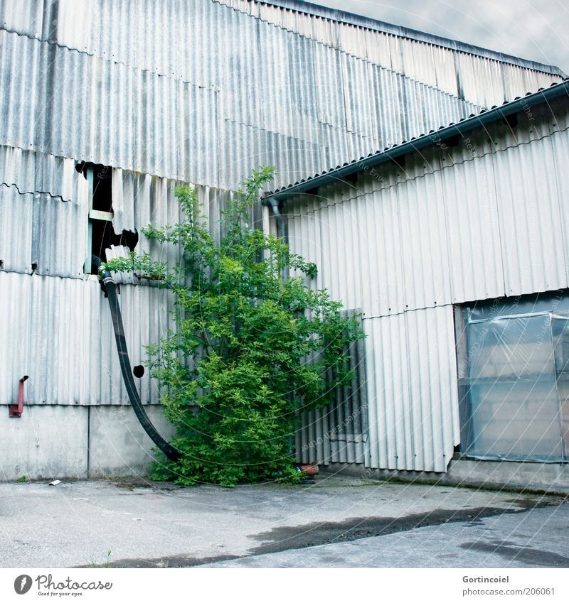 Natur vs. Mensch Industrie Pflanze Sträucher Grünpflanze Industrieanlage Fabrik Gebäude Fassade alt grün verfallen Schlauch Wellblech Wellblechhütte