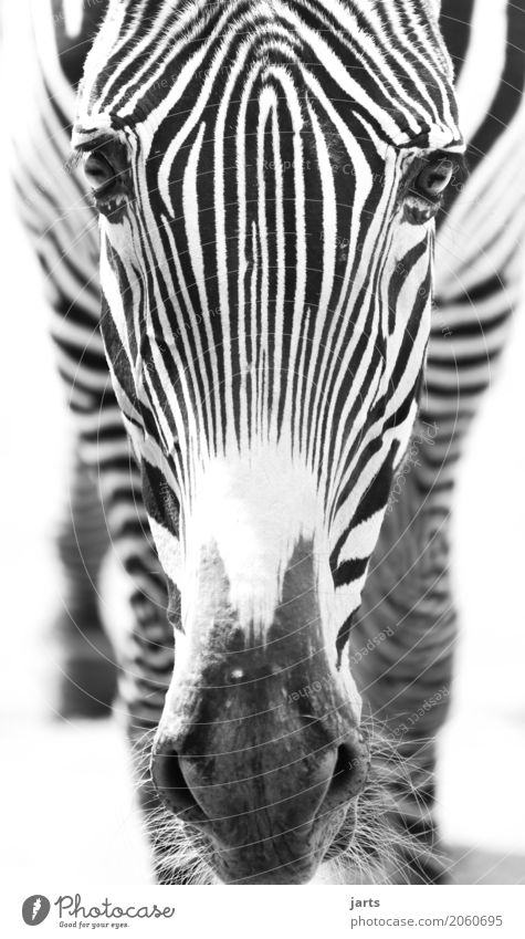 zebra II Wildtier Tiergesicht 1 stehen Afrika Zebra Streifen Schwarzweißfoto Außenaufnahme Nahaufnahme Menschenleer Tag Schwache Tiefenschärfe