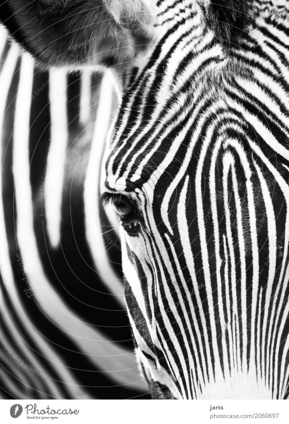 zebra I Tier Tiergesicht 1 Blick natürlich schwarz weiß Zebra Kopf Auge Streifen Afrika Schwarzweißfoto Außenaufnahme Nahaufnahme Menschenleer Tag