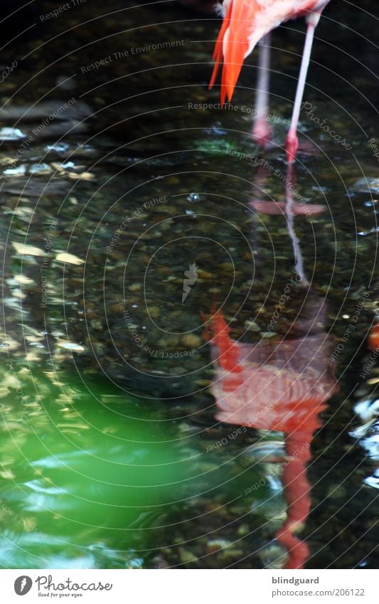Legs Seeufer Tier Flamingo Zoo 1 Stein Wasser stehen grün rosa rot weiß Gelassenheit Schwanz Feder Beine Farbfoto Detailaufnahme Menschenleer Tag Kunstlicht