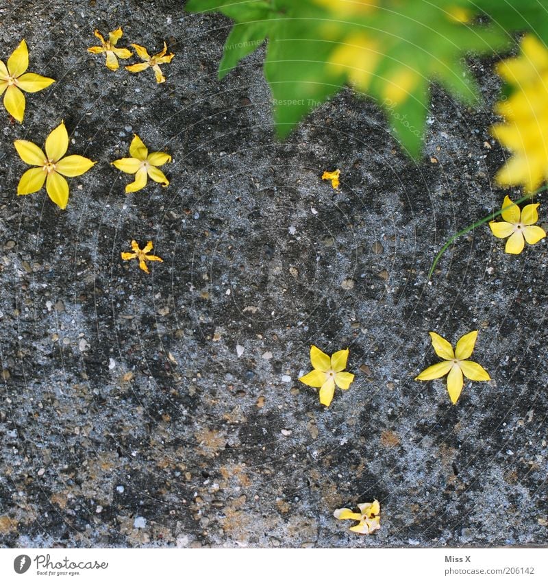 Sterntaler Garten Natur Pflanze Blume Blatt Blüte gelb Stern (Symbol) welk verblüht Blühend Boden Sommer Steinboden fallen liegen grün grau Blütenblatt Tag