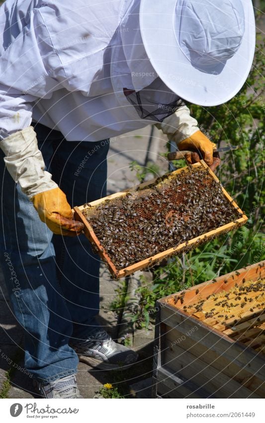 Imker mit Handschuhen und Schleier kontrolliert seinen Bienenstock und sucht nach Weiselzellen Mensch Mann Erwachsene 1 Natur Bienenwaben Beute - Bienenhaus