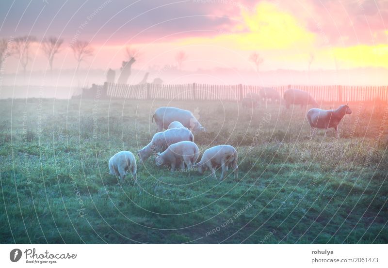 Schafe und Lämmer grasen auf Weide bei Sonnenaufgang, Holland Sommer Natur Landschaft Wolken Sonnenuntergang Nebel Gras Wiese Tier Nutztier Tiergruppe Fressen