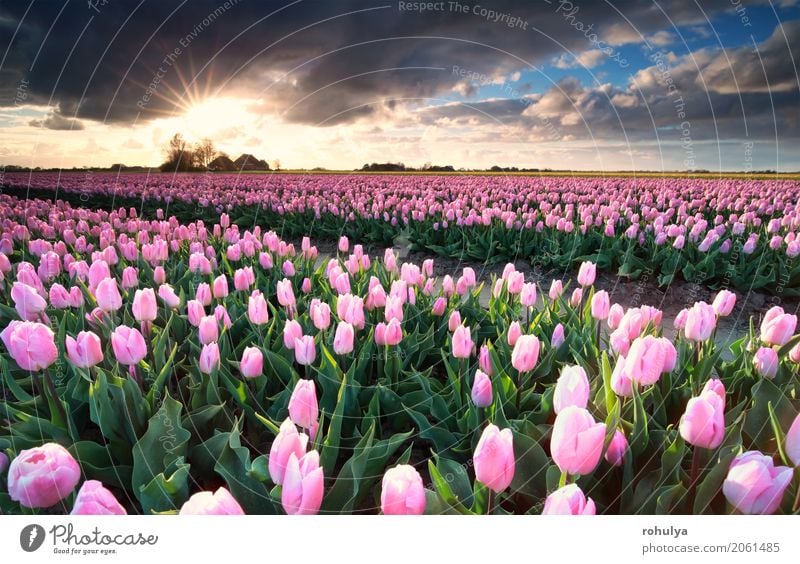 Sonnenschein über rosa Tulpenfeld, die Niederlande Ferien & Urlaub & Reisen Kultur Natur Landschaft Himmel Wolken Horizont Sonnenaufgang Sonnenuntergang