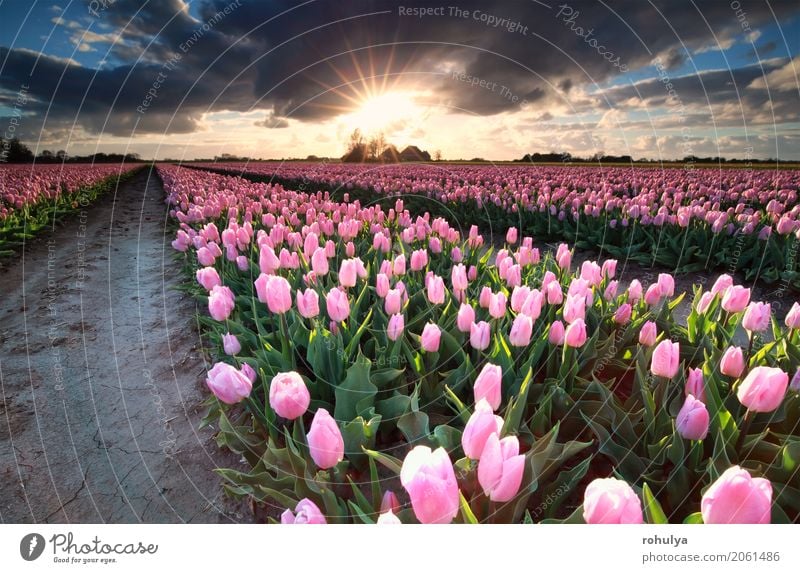 Sonnenschein über Feld mit rosa Tulpen, Holland Ferien & Urlaub & Reisen Kultur Natur Landschaft Himmel Wolken Horizont Sonnenaufgang Sonnenuntergang Frühling