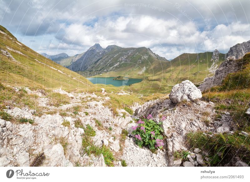 Wildblumen auf Felsen am Alpensee, Deutschland Ferien & Urlaub & Reisen Berge u. Gebirge Natur Landschaft Himmel Wolken Sonnenlicht Schönes Wetter Blume Wiese