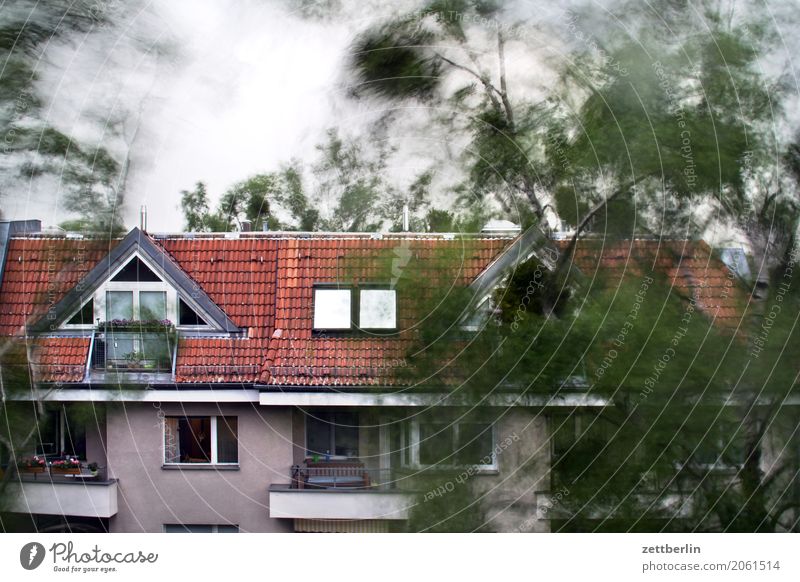 Sturm Ast Baum Bewegung Birke Blatt Dach extrem Extremsituation bedrohlich gefährlich Risiko Haus Himmel Klima Klimawandel Orkan Unwetterwarnung Versicherung