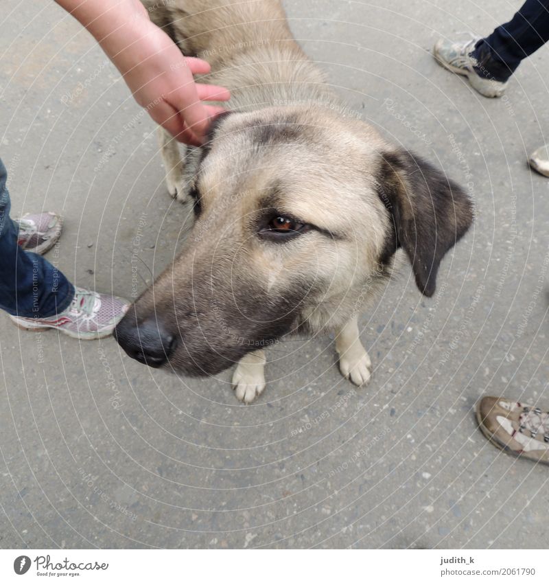 hello dog 01 Mensch Fuß Menschengruppe Schuhe Tier Haustier Hund Fell Streichelzoo berühren genießen Liebe Blick Spielen Glück kuschlig Neugier niedlich unten