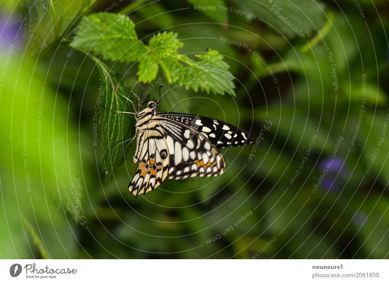 flattermann Tier Wildtier Schmetterling 1 hängen leuchten sitzen warten ästhetisch natürlich niedlich braun grün schwarz weiß Fühler exotisch flattern Flügel