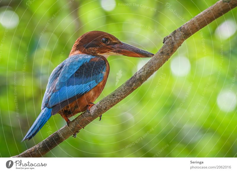 Alles im Blick Baum Tier Wildtier Vogel Tiergesicht Flügel Krallen 1 fliegen Eisvögel Asien Sri Lanka mehrfarbig blau braun rot Schnabel Farbfoto