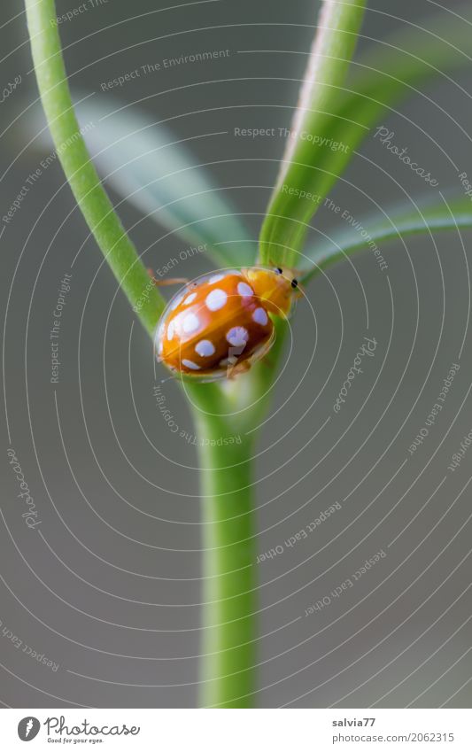 Sechzehnfleck Natur Pflanze Tier Frühling Sommer Blatt Käfer 1 krabbeln klein positiv grau grün orange einzigartig Glück Mittelpunkt Perspektive Wege & Pfade
