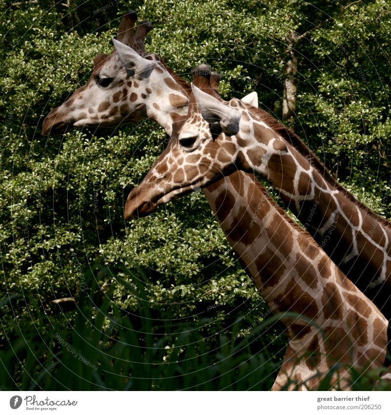 Der Rest vom Ganzen Sommer Wald Tier Tiergesicht Zoo 2 Tierpaar beobachten stehen Neugier braun grün ruhig Giraffe Hals Farbfoto mehrfarbig Außenaufnahme