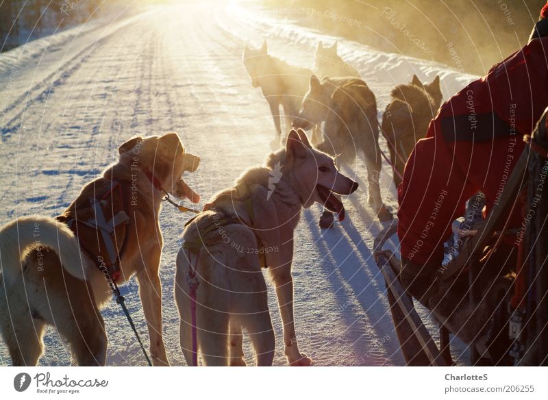 Abenteuer mit Schlittenhunden Jagd Schlittenhundrennen Freiheit Expedition Winter Schnee Wintersport Natur Sonnenlicht Nebel Eis Frost Norwegen Hundeschlitten