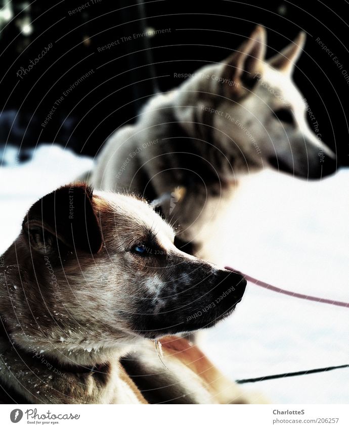 Aufmerksamkeit Schlittenhund Schlittenhundrennen Winter Schnee Nebel Eis Frost Norwegen Hund 2 Tier Tierpaar Blick sitzen muskulös Neugier Stimmung