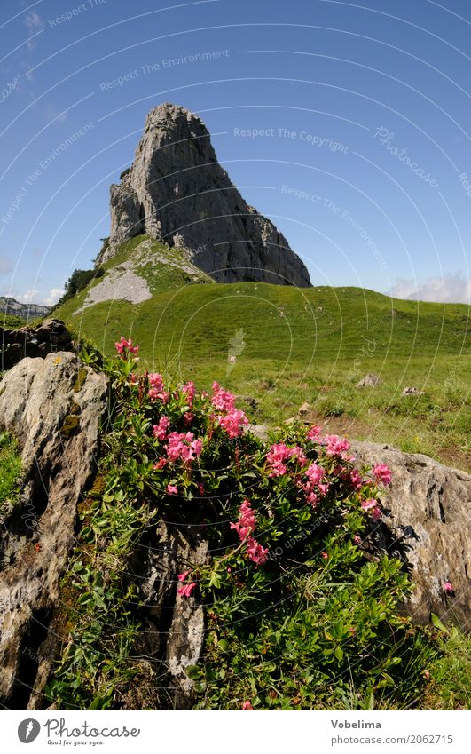 Alpenrosen am Schmalstöckli Natur Landschaft Pflanze Wolkenloser Himmel Sommer Blume Felsen Berge u. Gebirge Gipfel blau braun mehrfarbig grau grün rosa rot