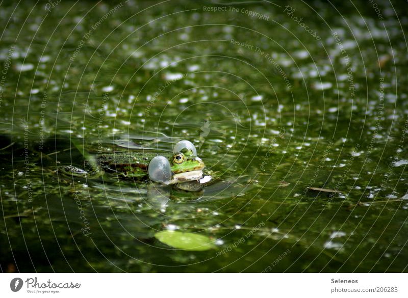 aufgeblasener Typ Sommer Umwelt Natur Pflanze Tier Wasser Moor Sumpf Teich Tiergesicht Frosch 1 nass schleimig grün Tierliebe atmen Quaken Tierlaute Farbfoto