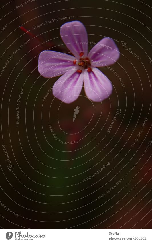 aus dem Schatten heraus Storchschnabel Blümchen Wildblume Wildpflanze Unkraut Heilpflanze Blüte Blume blühen Blütenblätter rosa Blüte Storchschnabelgewächse