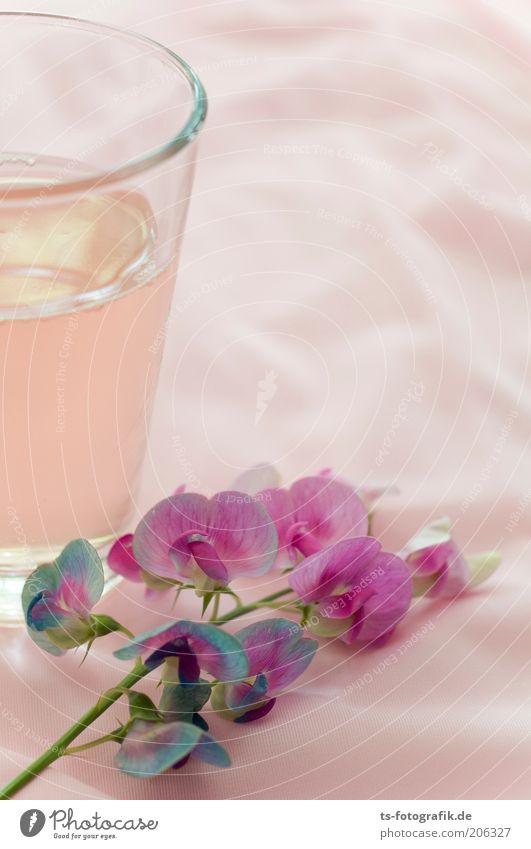 Wicke trifft Rhabarbersaft Getränk Erfrischungsgetränk Limonade Saft Alkohol Roséwein Becher Glas Pflanze Blume Blüte Gartenwicke Stillleben ästhetisch exotisch
