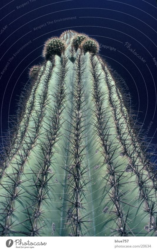 Arizona Cactus Kaktus grün groß stachelig obskur Stachel Himmel blau