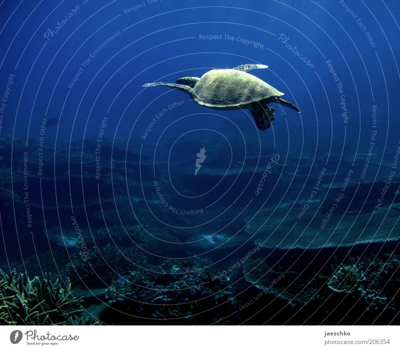 wie fliegen Korallenriff Meer Schildkröte 1 Tier ästhetisch Zufriedenheit Bewegung Einsamkeit elegant Freiheit Gelassenheit einzigartig Leichtigkeit Natur