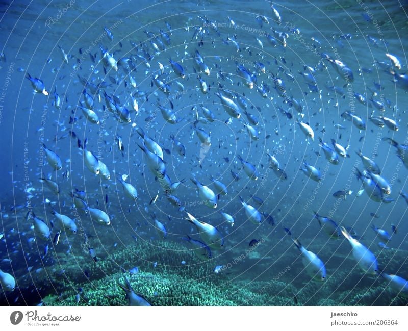 Schwärmen Umwelt Tier Korallenriff Meer Fisch Schwarm Bewegung blau Sicherheit Schutz Einigkeit ästhetisch elegant Freiheit Team Zusammenhalt Great Barrier Reef