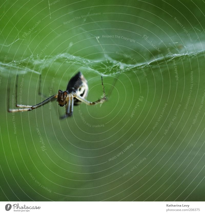 8 Beine Natur Tier Wildtier Spinne 1 bauen Ekel hässlich braun grün fleißig Ausdauer Angst Netz Spinnennetz Farbfoto Außenaufnahme Makroaufnahme Menschenleer