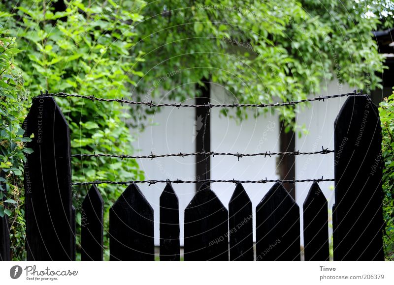 Nachbars geheimnisvoller Garten Mauer Wand stachelig Sicherheit Zaun Holzzaun Stacheldraht Baum Sträucher abgelegen Gartenarbeit dunkel grün schwarz weiß