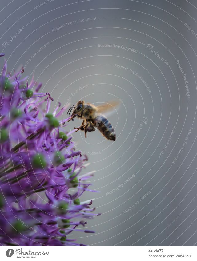 Zierlauchblüte Natur Frühling Pflanze Blume Blüte Garten Nutztier Biene Flügel Honigbiene Insekt fliegen Duft grau violett Frühlingsgefühle fleißig bestäuben