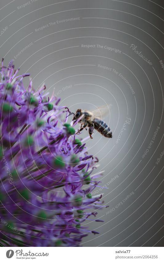 immer fleißig Natur Frühling Blume Blüte Zierlauch Garten Nutztier Biene Flügel Insekt Honigbiene 1 Tier Duft fliegen positiv grau grün violett Leistung
