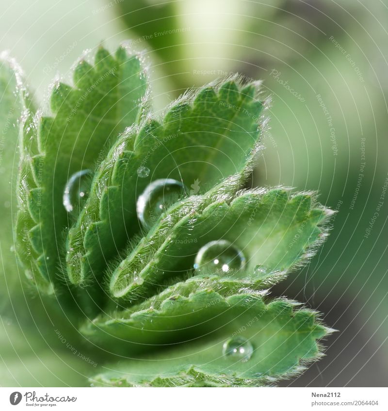 Ordnung Umwelt Natur Pflanze Wasser Wassertropfen Frühling Sommer Wetter Blatt Garten Park Wiese Flüssigkeit nass rund grün Tau aufräumen feucht Morgen Farbfoto