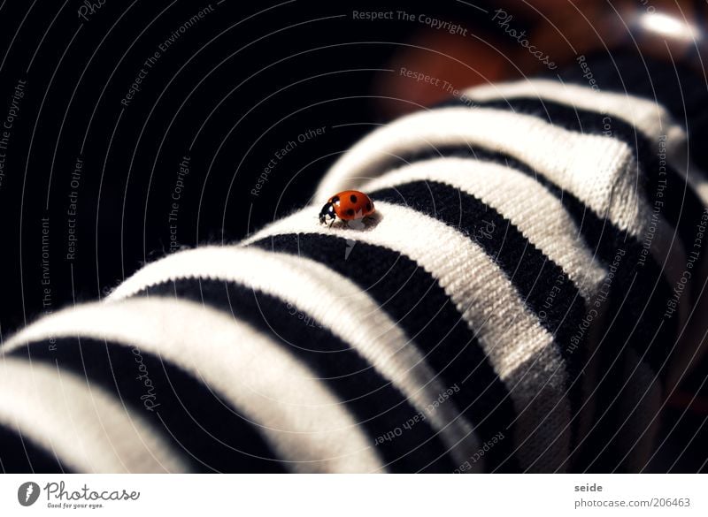 gepunktet auf gestreift Bekleidung Stoff Käfer Marienkäfer 1 Tier klein rot schwarz weiß ruhig fein Farbfoto Menschenleer Kontrast Streifen Glücksbringer