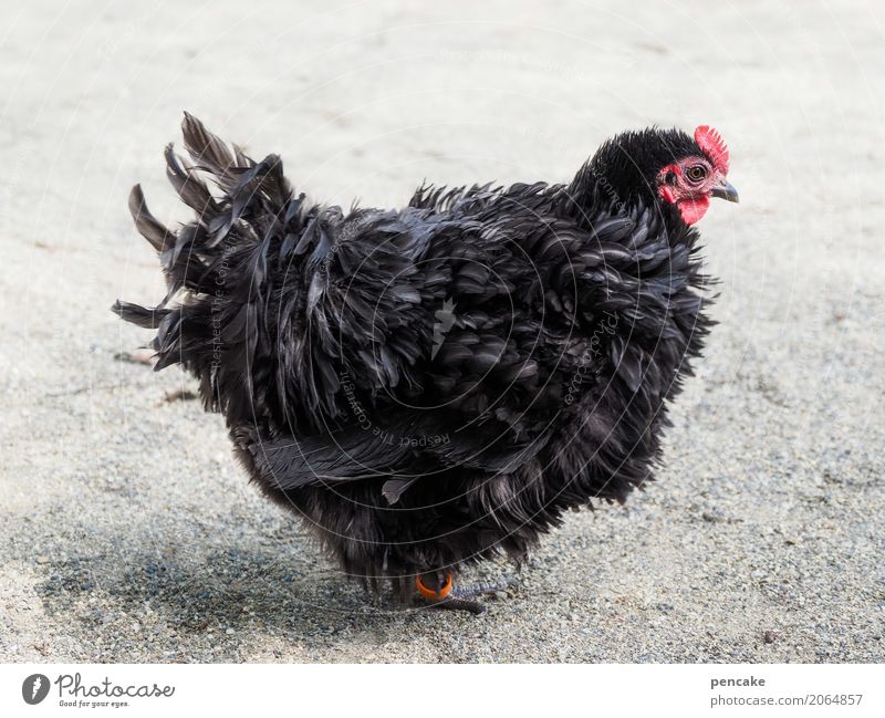 noir Tier Haustier Nutztier Vogel 1 Zeichen Vorsicht Haushuhn schwarz Federvieh Gothic Schwarze Magie Farbfoto Außenaufnahme Tierporträt Zwerghuhn