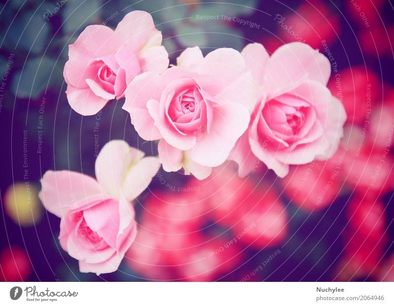 Rosarose im Garten Sommer Feste & Feiern Valentinstag Natur Blume Blatt Blüte Blumenstrauß Blühend Liebe frisch hell retro rosa Romantik Farbe Nostalgie Gruß