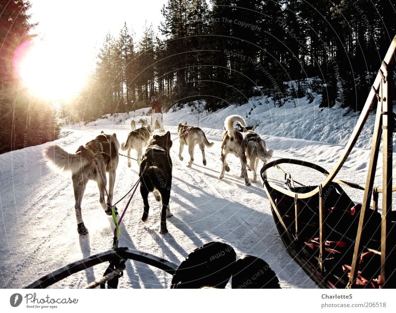 Abenteuer mit Schlittenhunden Schlittenhundrennen Hundeschlitten Husky Wintersport Eis Frost Schnee Norwegen Wege & Pfade Tiergruppe Rudel fahren