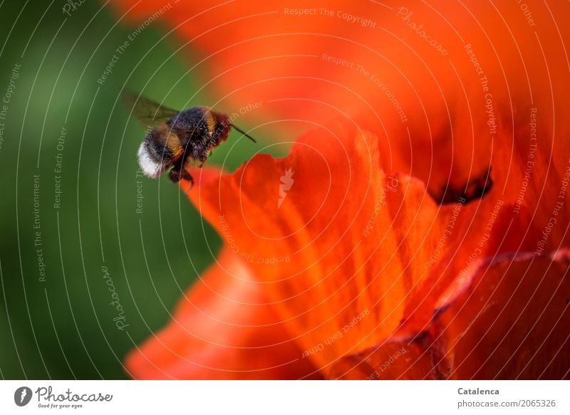 Fliegende  Hummel und Mohn Natur Pflanze Tier Sommer Schönes Wetter Blume Blüte Mohnblatt Mohnblüte Garten Insekt Blühend fliegen verblüht ästhetisch Erfolg