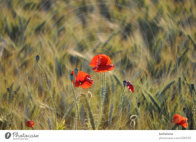 Mohnbrötchen Umwelt Natur Pflanze Sonnenlicht Sommer Klima Schönes Wetter Wärme Blume Blüte Feld schön Mohnfeld Getreide Getreidefeld Gerste Gerstenfeld Blühend