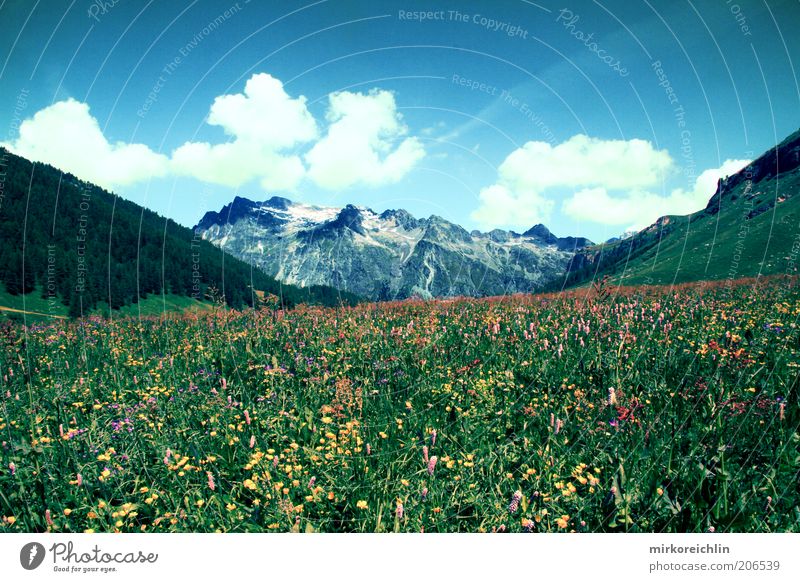Swiss Mountain Umwelt Natur Landschaft Pflanze Luft Himmel Wolken Frühling Sommer Wetter Schönes Wetter Blume Gras Wiese Wald Hügel Alpen Berge u. Gebirge