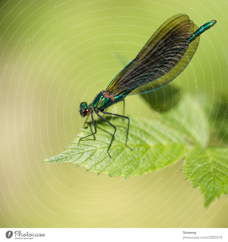 Fragil Natur Pflanze Tier Sommer Blatt Wald Flussufer Libelle Insekt 1 sitzen klein zerbrechlich Flügel Farbfoto Nahaufnahme Makroaufnahme Menschenleer Tag