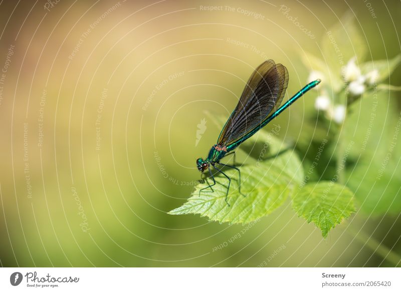 Auftanken Natur Pflanze Tier Frühling Sommer Schönes Wetter Sträucher Blatt Blüte Wald Flussufer Libelle 1 sitzen klein Gelassenheit geduldig ruhig zerbrechlich