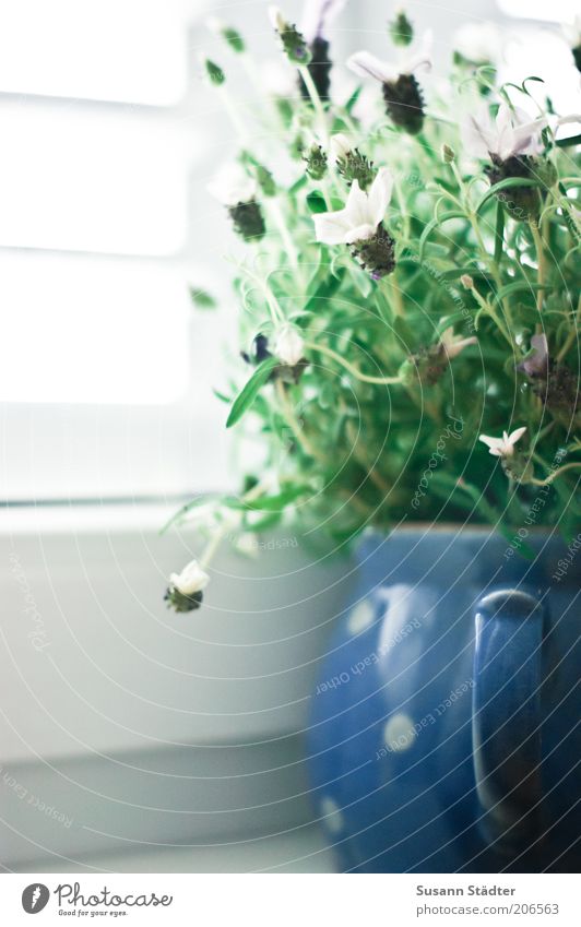 Lavendel Pflanze Blüte Fensterladen Fensterbrett Fensterplatz Dekoration & Verzierung Blumentopf blau Tragegriff hell Nahaufnahme Menschenleer