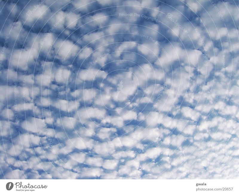 wattewolken Farbfoto Außenaufnahme Muster Strukturen & Formen Menschenleer Tag Natur Luft Himmel Wolken Wetter weich blau Hintergrund neutral Hintergrundbild